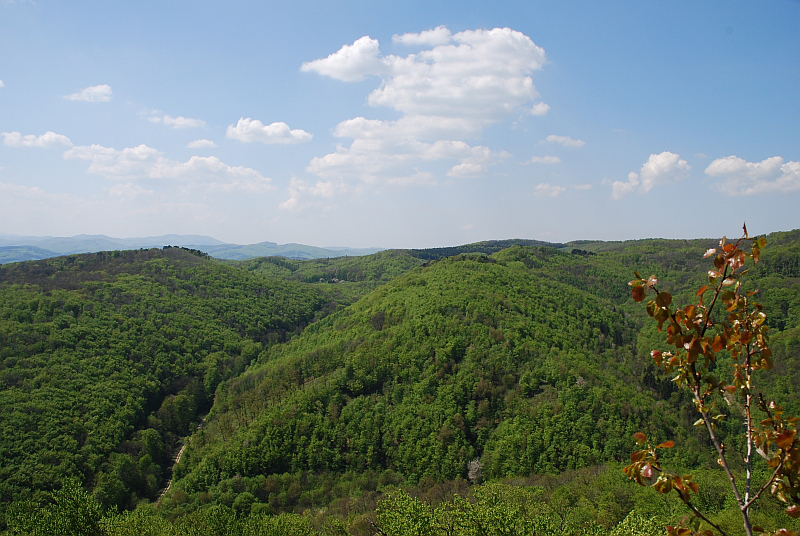 Die Wiener verheizen ihren Wienerwald